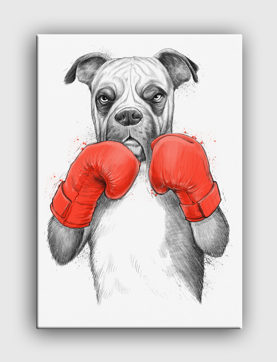 Boxer