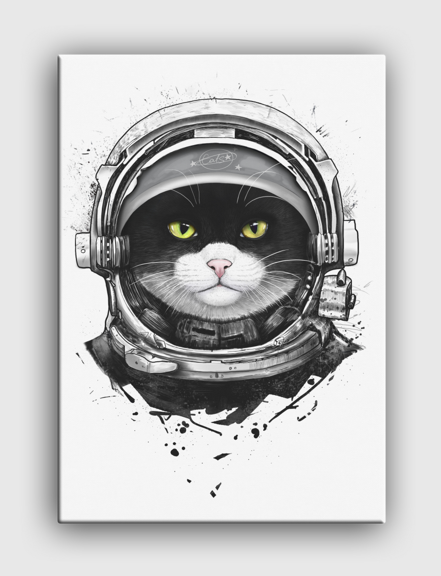 Cosmic cat